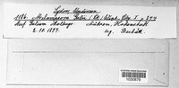 Pucciniastrum guttatum image
